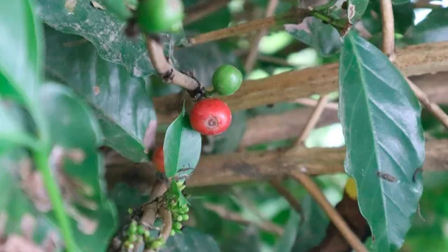 El IDEP coordina junto al Consultado de Belo Horizonte una misión técnica (sobre café para productores tucumanos)