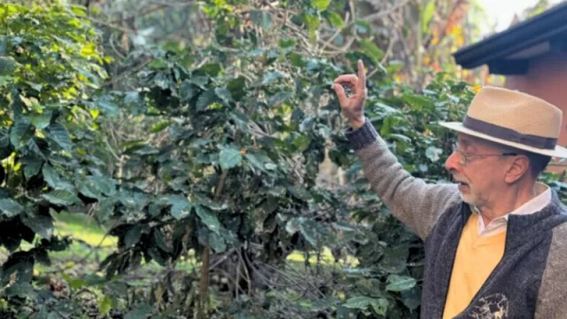 La producción de café tiene gran potencial en Tucumán (cómo avanza el desarrollo del cultivo)