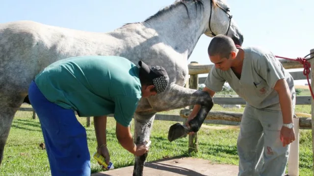 Federación Veterinaria Argentina deliberará en Salta (mañana y el sábado) sobre el rol y compromiso de los profesionales
