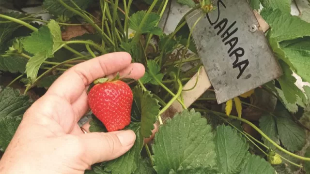 Lules, centro de la frutilla tucumana, será sede del “Simposio Internacional de Frutilla” (el próximo 5 de noviembre)