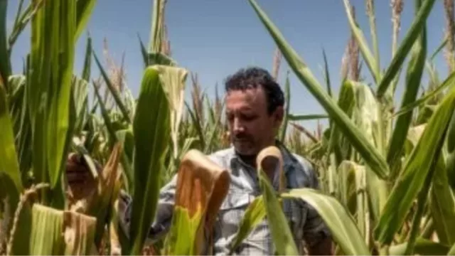 Otra empresa del agro entra en default y pide concurso preventivo