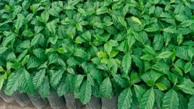 El café tucumano sigue creciendo y abre nuevas oportunidades comerciales