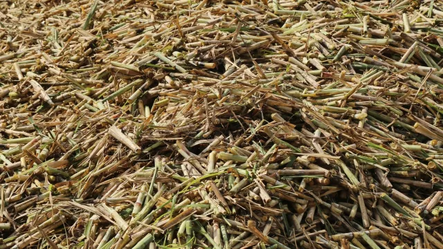 Tucumán impulsa la zafra 2025 con un crecimiento del 13% en molienda (y con mayor producción de azúcar y alcohol)