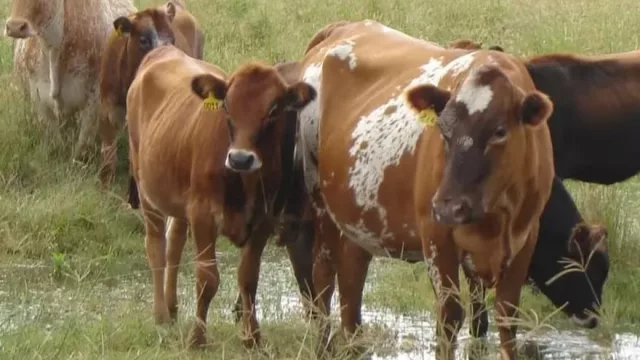 El INTA cerró su programa de Bovino Criollo en Tucumán (y trasladó el histórico rodeo a Corrientes)