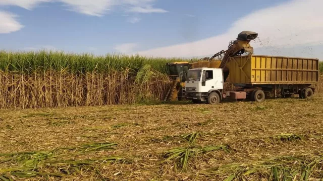 Tucumán supera el 50% de avance en la zafra (y lidera el crecimiento azucarero argentino)