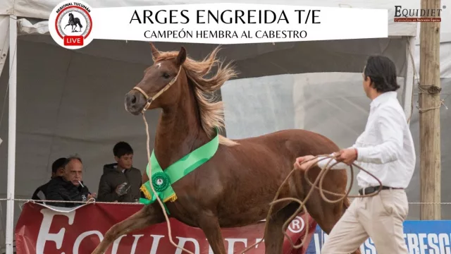 Tucumán cerró con éxito el 35° Concurso de Caballos Peruanos de Paso (y con fuerte impacto económico)