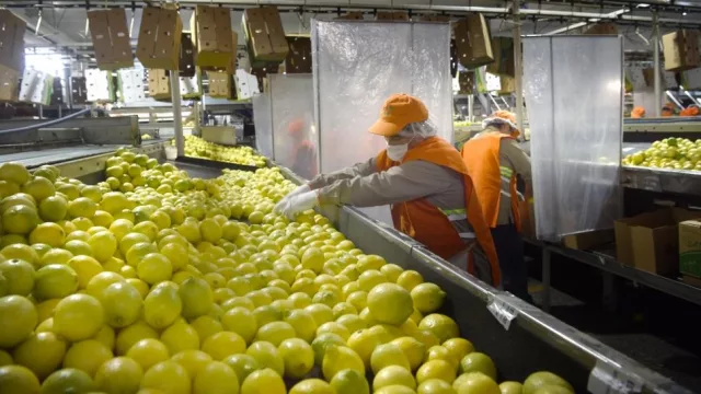 Tucumán exportó 5,2% más en el primer semestre (y refuerza su peso en la economía regional)