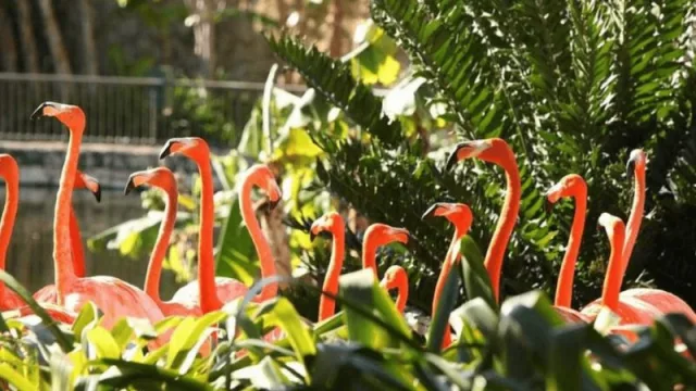 ¿Todavía no conoces Jungle Island? (el santuario de animales con jardín botánico de Watson Island)