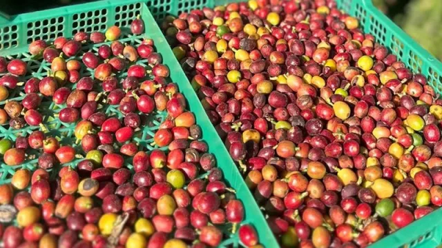 Tucumán lanzó su programa provincial para posicionarse como nuevo polo cafetero