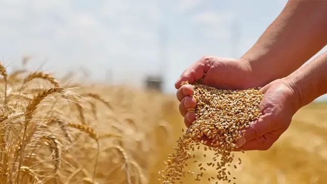 “Nunca vimos los trigos así” (rendimientos inéditos y cosecha histórica)