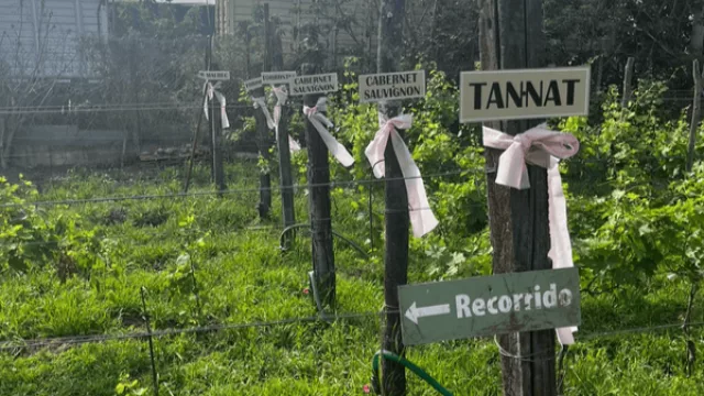 Totoras: Vino santafesino… ¿por qué no?  (en medio del trigo y la soja, prosperan los viñedos de bodega “La Calma”)