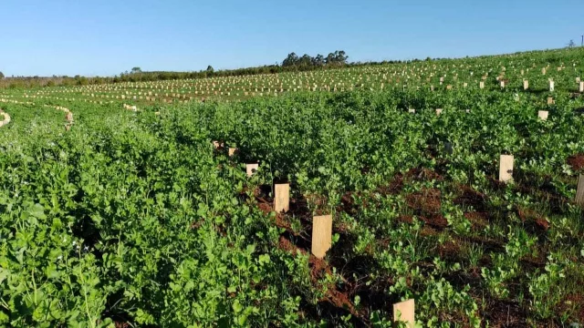 Yerba mate (crisis en el NEA): precios en baja, sobreoferta y alerta en la cadena productiva