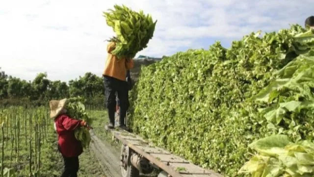 El tabaco del NOA acuerda precio y gana previsibilidad en un escenario global cada vez más competitivo