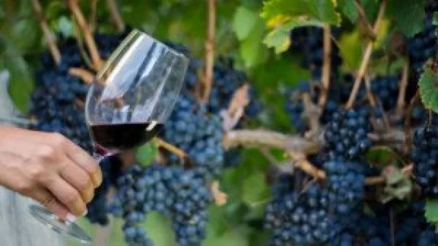 Colalao del Valle celebró su Vendimia y reafirmó el crecimiento del vino tucumano