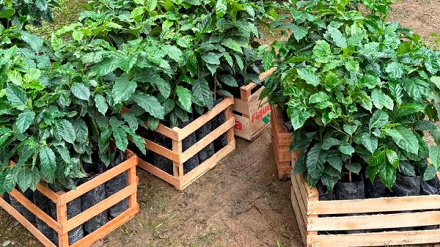 Tucumán concreta su primera venta de plantines de café a Jujuy (nuevo negocio en expansión)