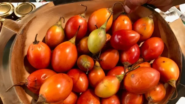 Tucumán impulsa el cultivo de chilto y convoca a productores