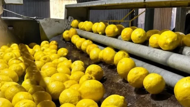El limón del NOA mejora sus exportaciones, pero los costos y el dólar frenan la recuperación del sector