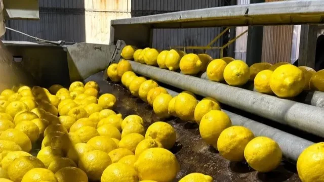 El limón del NOA mejora exportaciones, pero alertan por costos y atraso cambiario