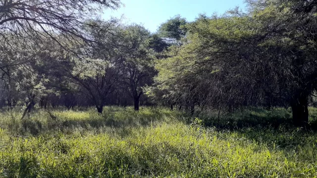 El Gran Chaco se incorpora a una alianza global de comercio sostenible (producción, ambiente e inversión)