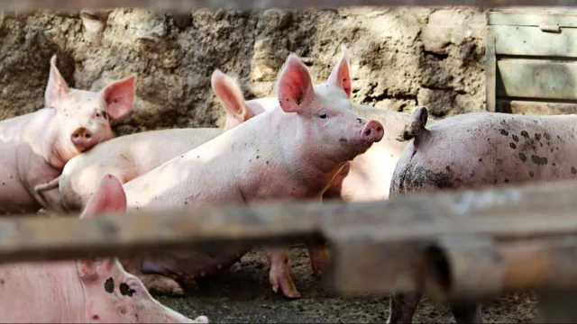 La Cocha será sede de una jornada de capacitación y desarrollo para la actividad porcina