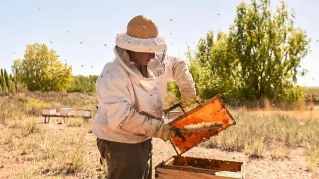 Tucumán reunirá al sector apícola nacional para impulsar innovación, negocios y agregado de valor