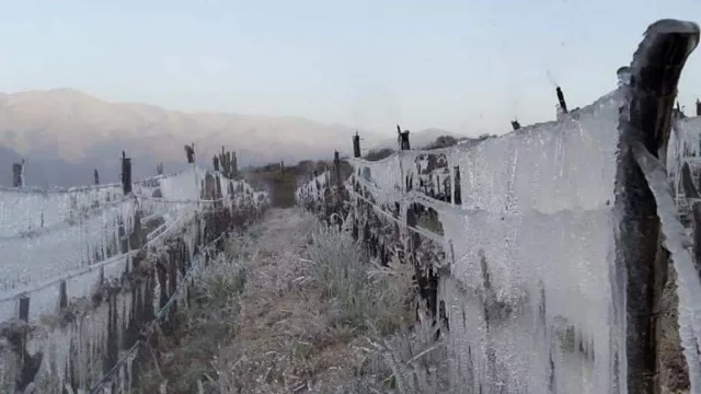Heladas y crisis comercial: Salta declarará la emergencia para las zonas productoras de vid
