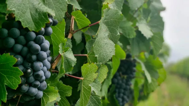 Entre vinos y futuro: Fundación León impulsa la formación de jóvenes en los Valles Calchaquíes